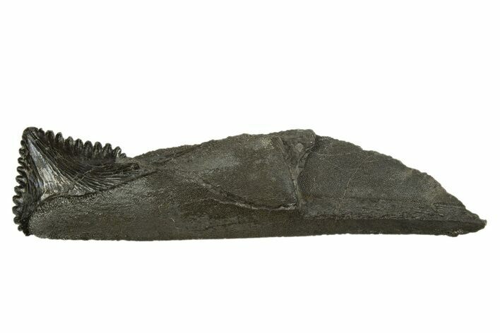 Bizarre Shark (Edestus) Jaw Section with Tooth - Carboniferous #312515